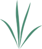 Bluestem Montessori Logo